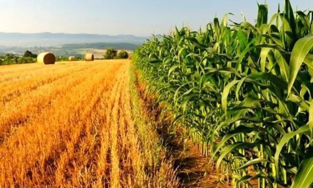 Agricoltura foto